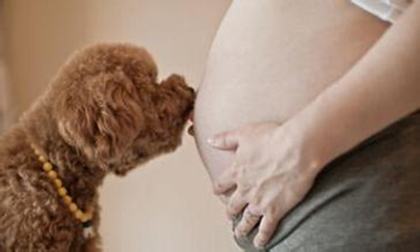 养宠物的准妈妈们是如何备孕的？弓形虫病到底是什么东东？