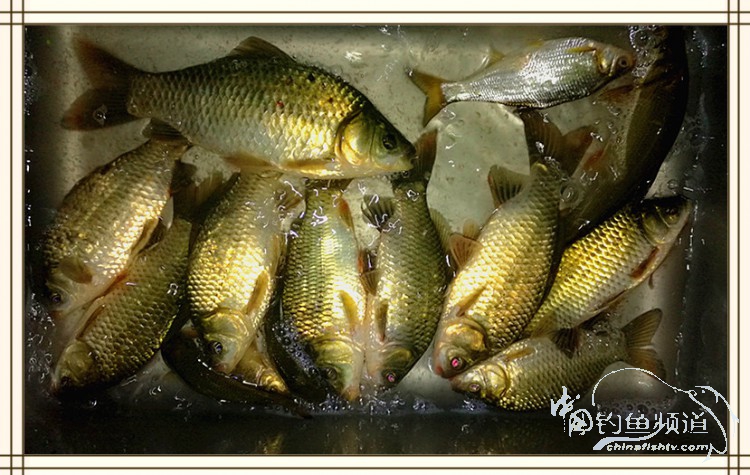 钓鱼独辟蹊径,钓鱼不求渔获