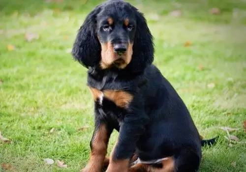 狗狗失去伴侣抑郁症,狗狗得抑郁症怎么办