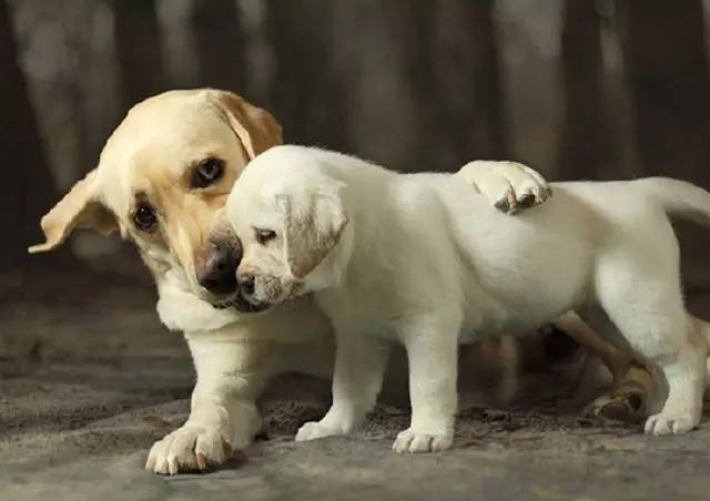 狗狗失去伴侣抑郁症,狗狗得抑郁症怎么办