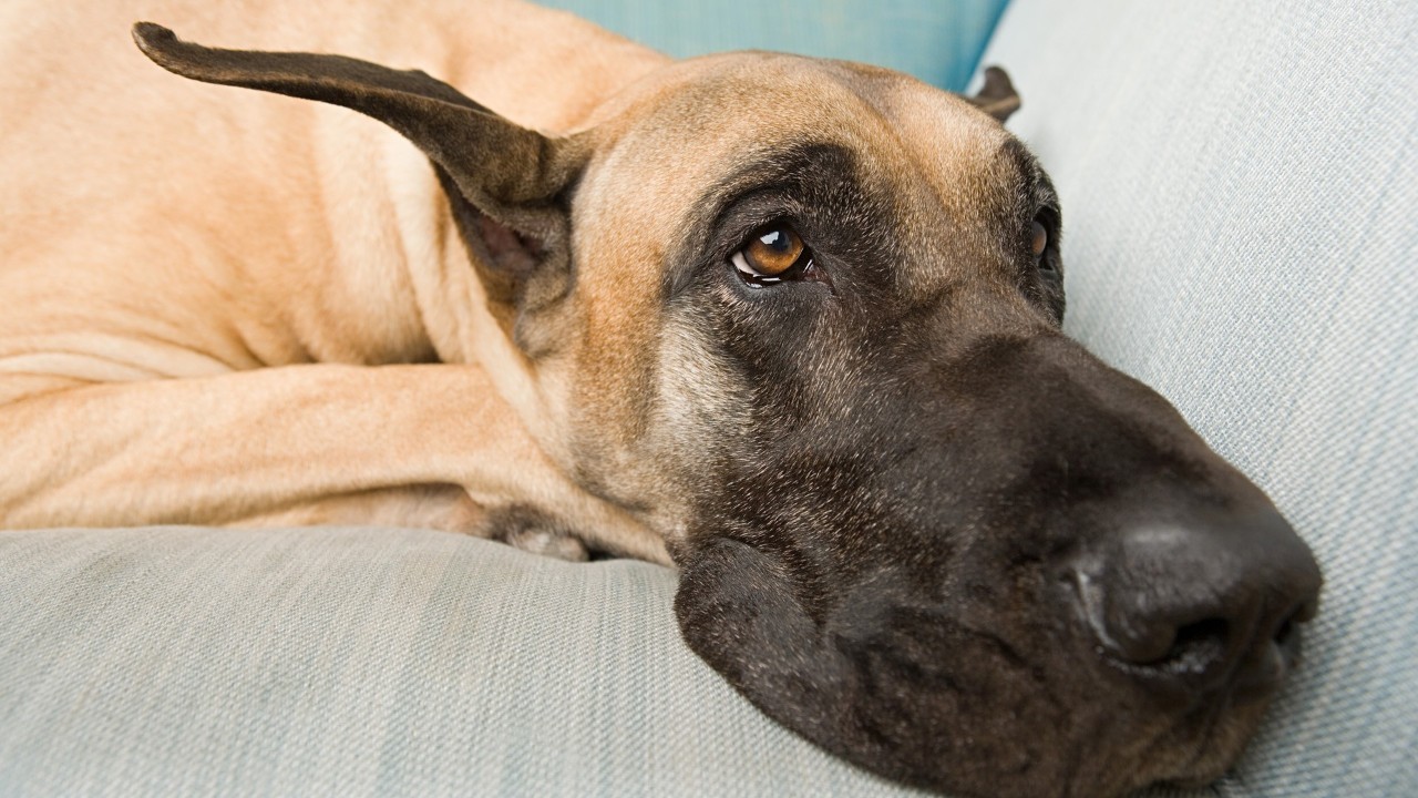 狗狗失去伴侣抑郁症,狗狗得抑郁症怎么办