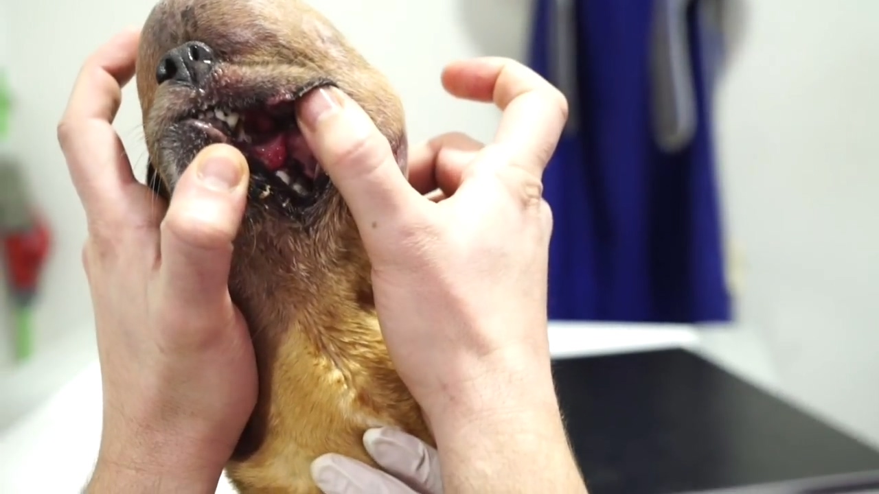 狗狗生病头部一直跳怎么回事,狗狗头部受伤后多久能恢复