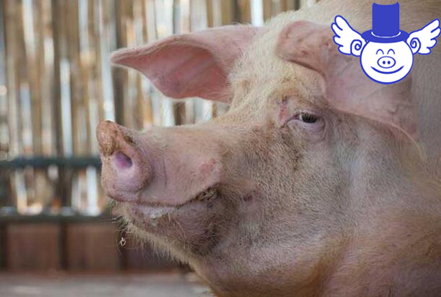 秋季养猪一不小心就猪财两空，关注这四点可帮母猪秋季安胎！