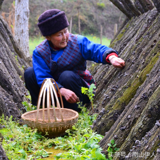 人工种植木耳与野生木耳区别,最简单的种木耳方法
