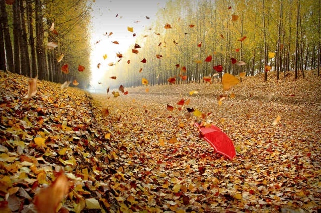 秋季养阳气,秋季养脾润肺