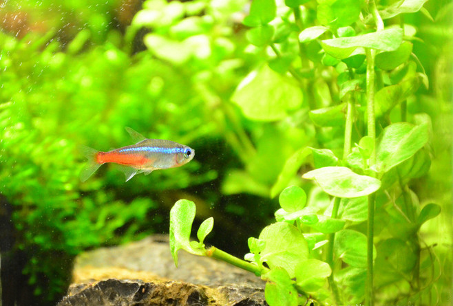 红绿灯鱼养殖方法和关注事项,海水观赏鱼皇后神仙适合新手吗