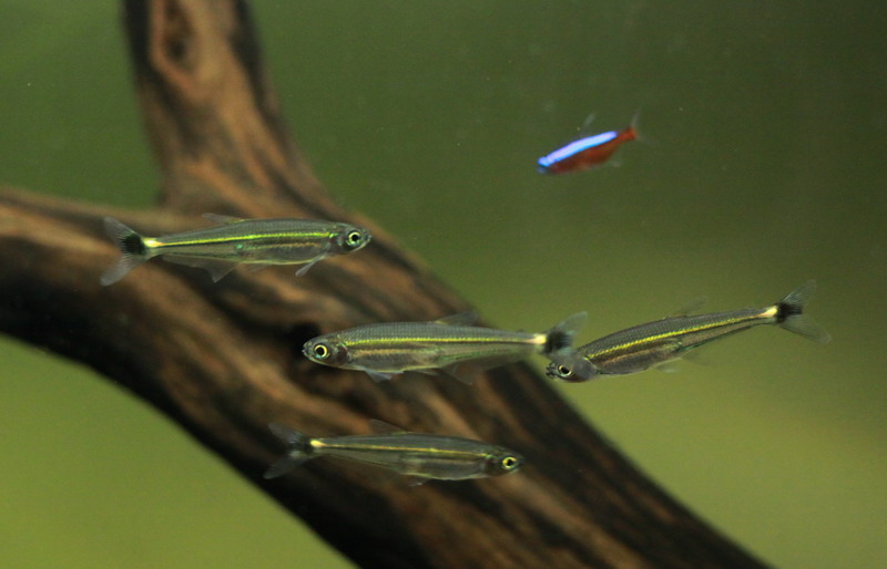 红绿灯鱼养殖方法和关注事项,海水观赏鱼皇后神仙适合新手吗