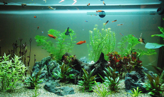 红绿灯鱼养殖方法和关注事项,海水观赏鱼皇后神仙适合新手吗