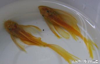 怎么不让鱼得水霉病,如何才能让鱼不生病