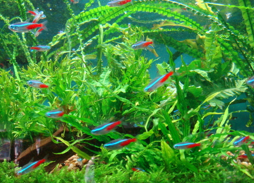 红绿灯鱼养殖方法和关注事项,海水观赏鱼皇后神仙适合新手吗