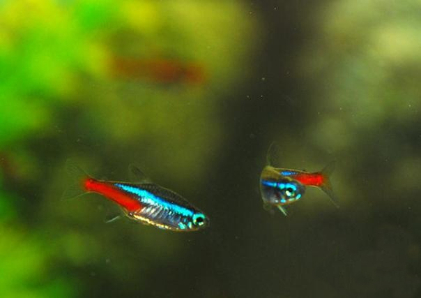 红绿灯鱼养殖方法和关注事项,海水观赏鱼皇后神仙适合新手吗