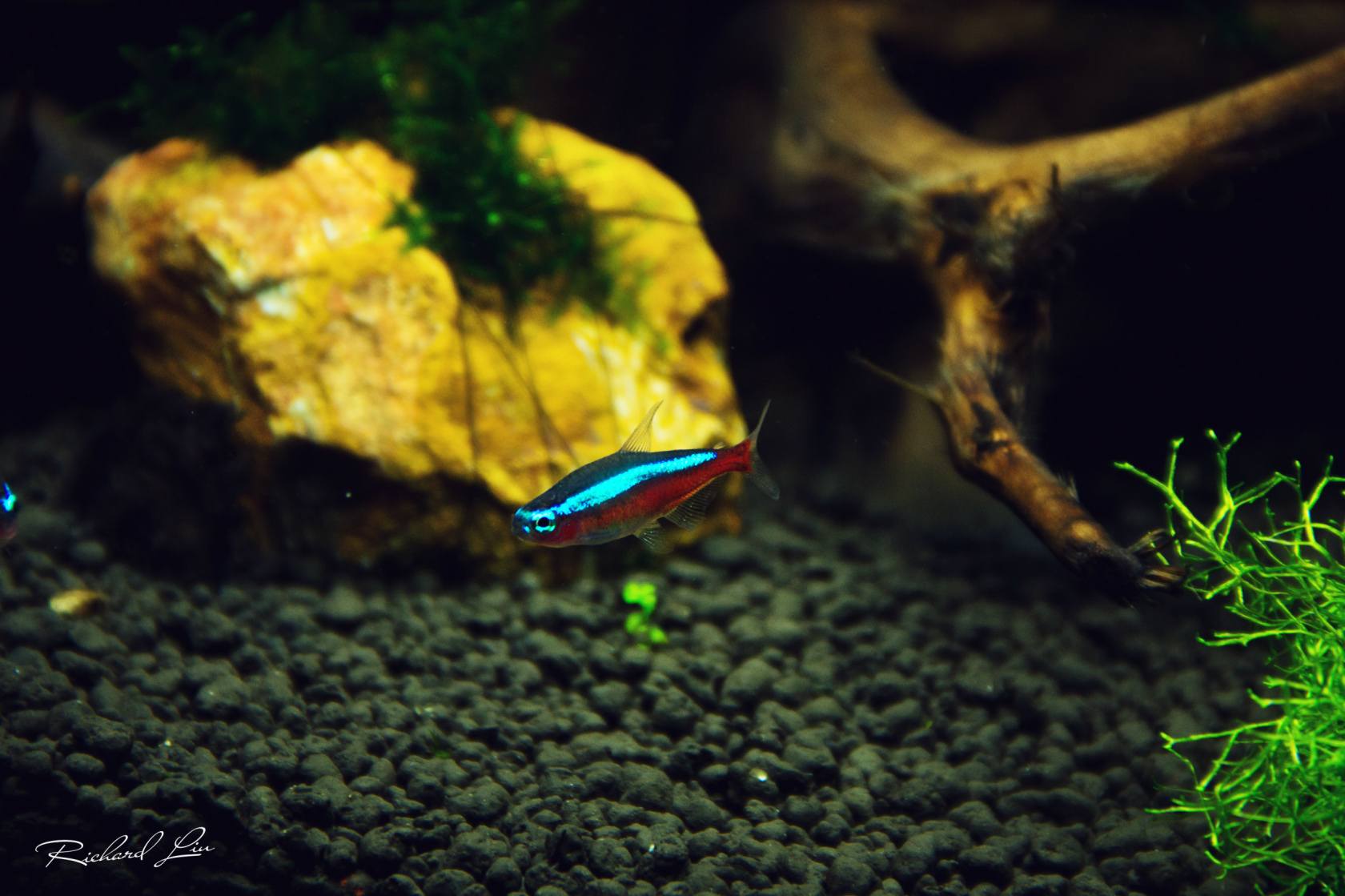 红绿灯鱼养殖方法和关注事项,海水观赏鱼皇后神仙适合新手吗