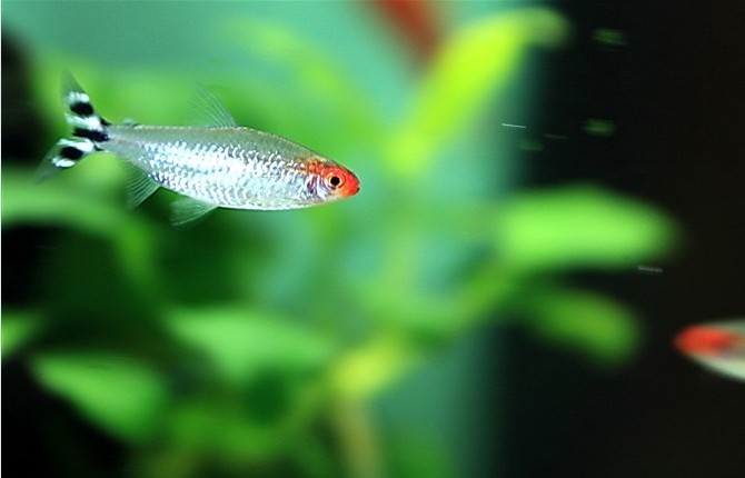 红绿灯鱼养殖方法和关注事项,海水观赏鱼皇后神仙适合新手吗