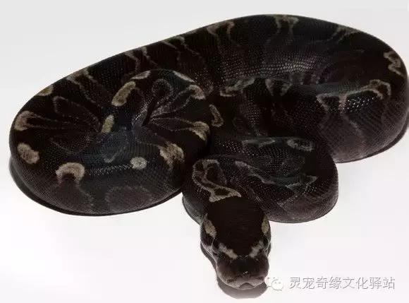 球蟒基因图鉴入门,变异球蟒图鉴