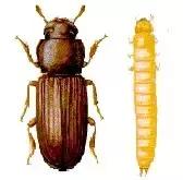 大米保管箱防虫,大米防虫不开袋