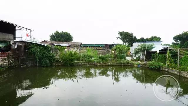 十年一道醉鹅！招央视千里寻访，食神高度赞扬！