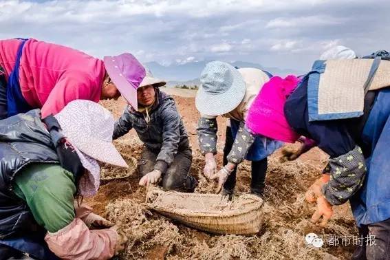 石斛为啥跌下神坛,石斛滞销