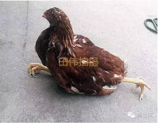 疫苗副作用掉发,疫苗副作用小的原因