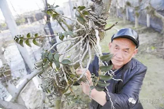 石斛为啥跌下神坛,石斛滞销