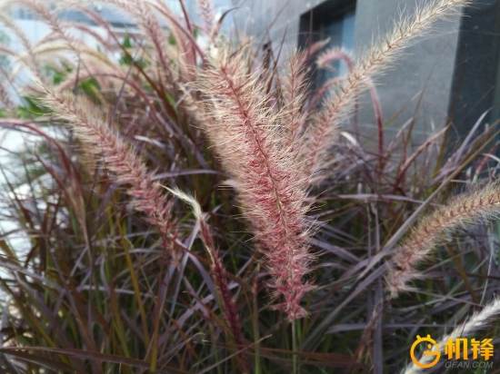 黑莓dtk50,黑莓手机dtek70评测