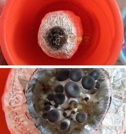 在家用水桶种菜小妙招,如何用水桶栽无土蔬菜