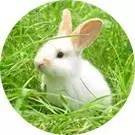 小镇青年杀人事件,小镇少年命案完整版