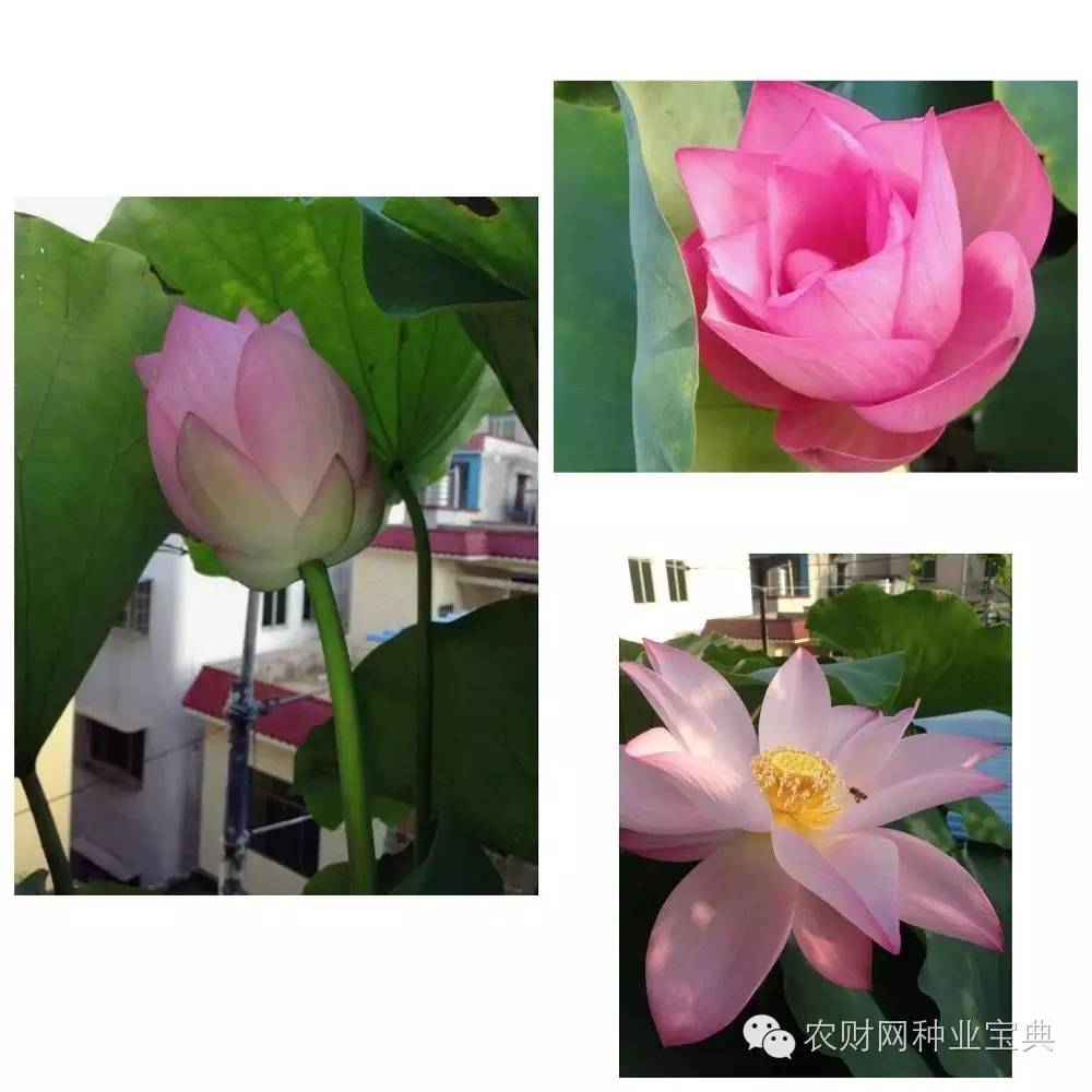 在家用水桶种菜小妙招,如何用水桶栽无土蔬菜