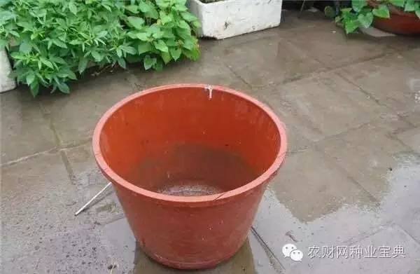 在家用水桶种菜小妙招,如何用水桶栽无土蔬菜