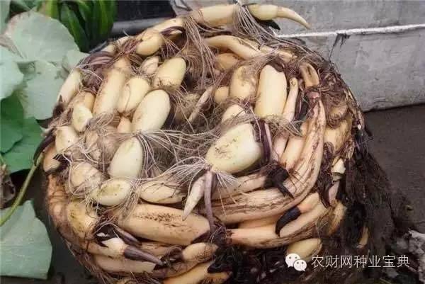 在家用水桶种菜小妙招,如何用水桶栽无土蔬菜