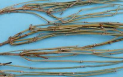 中药麻黄的副作用,中药蜜麻黄的作用