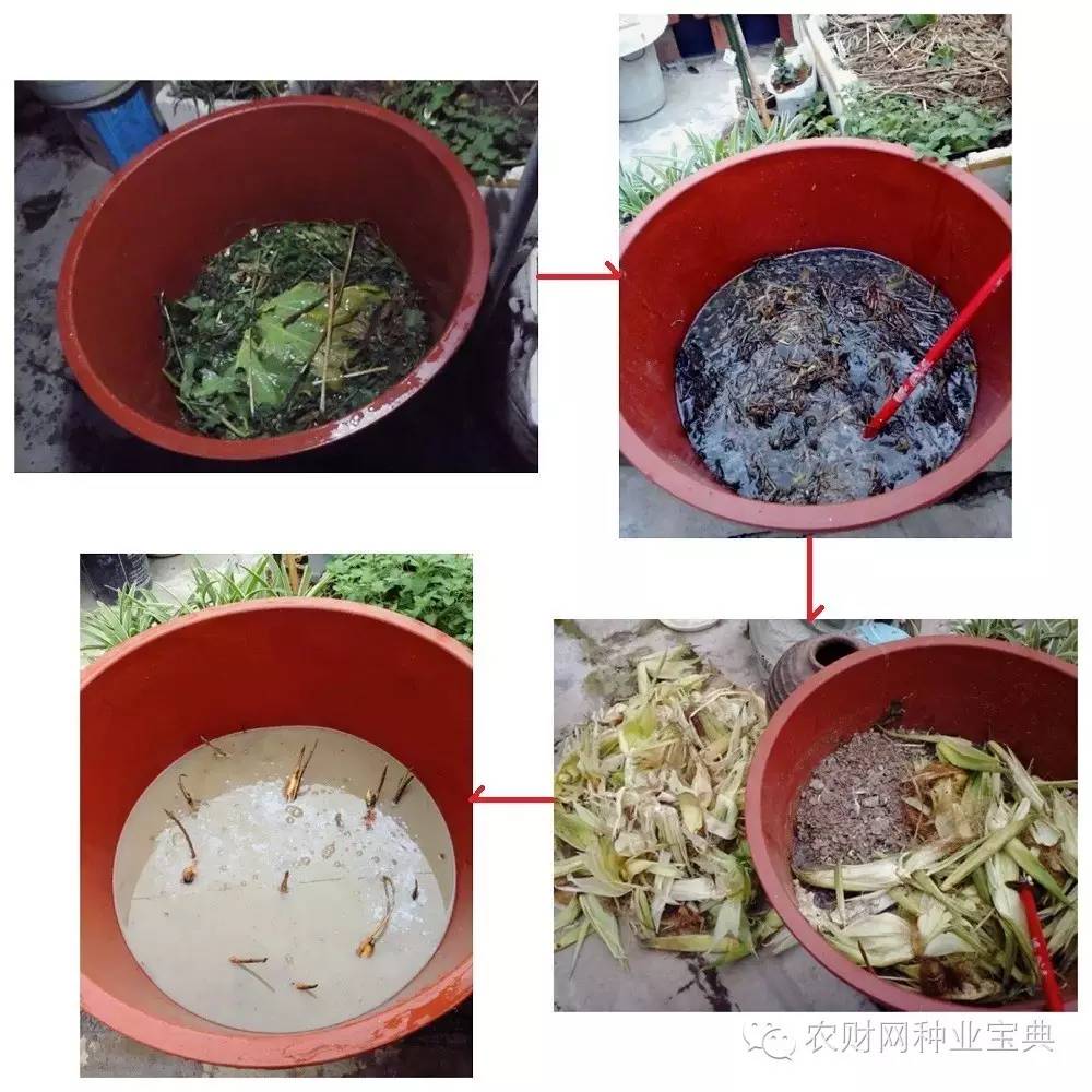 在家用水桶种菜小妙招,如何用水桶栽无土蔬菜