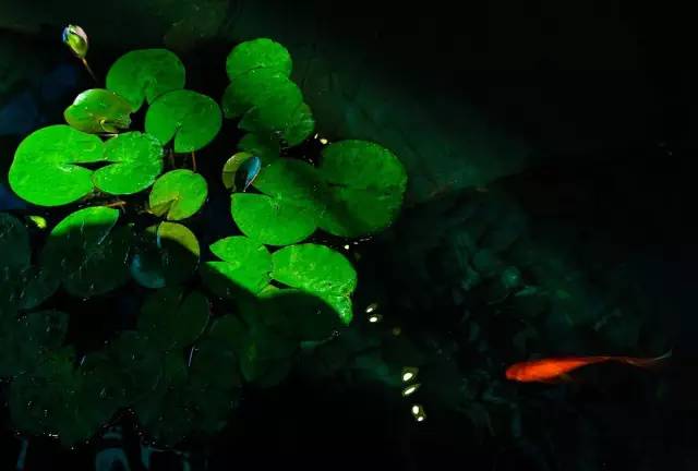 小蚁微单m1评测,小蚁微单相机m1拍视频怎么样