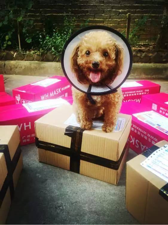 别让试纸草率地夺去猫狗的命！