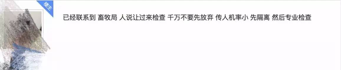 别让试纸草率地夺去猫狗的命！