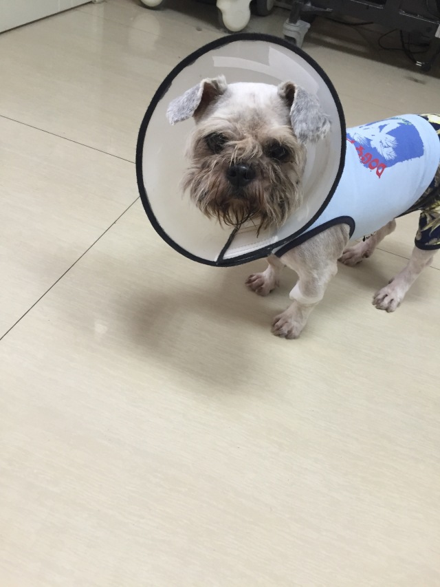 别让试纸草率地夺去猫狗的命！