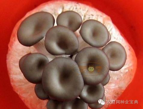 在家用水桶种菜小妙招,如何用水桶栽无土蔬菜