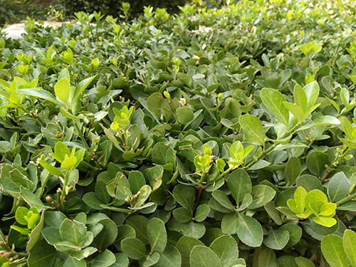 千元机魅蓝note5,360n4和红米