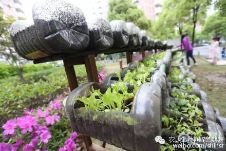 在家用水桶种菜小妙招,如何用水桶栽无土蔬菜