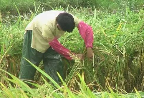 水稻倒伏怎么防止发芽,水稻倒伏了怎么办