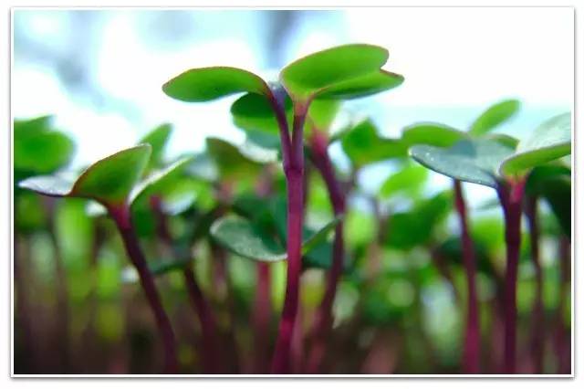 机构投资者是利好吗,机构投资者真的可以稳定市场吗