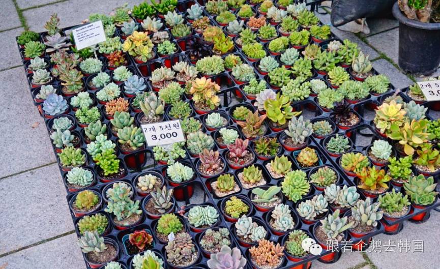 小清新不一样,小清新韩国女装