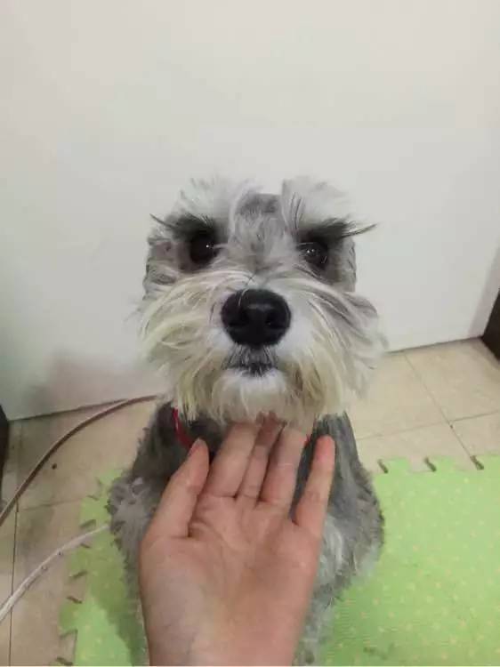 别让试纸草率地夺去猫狗的命！