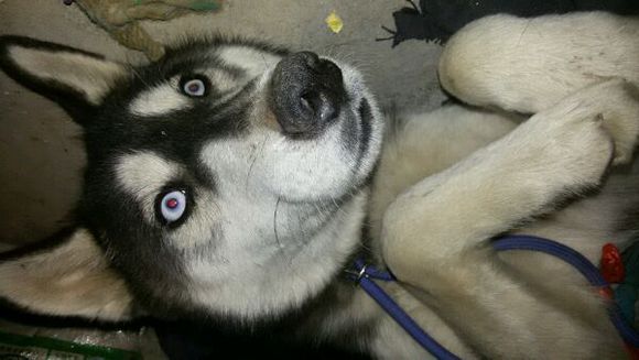 如何让二哈不乱叫,二哈乱叫怎么解决