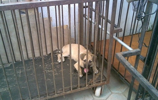 都说不要在淘宝买狗，不信给你看看卖家秀和卖家秀