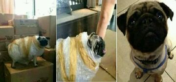 都说不要在淘宝买狗，不信给你看看卖家秀和卖家秀