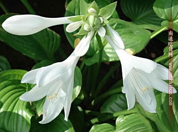 中药药用一览表 (消炎中药药用一览表)