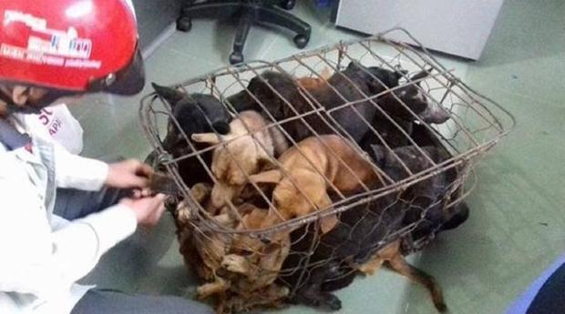 当自己的狗狗走丢了一年后回来,狗狗走丢发现被人关起来绝食