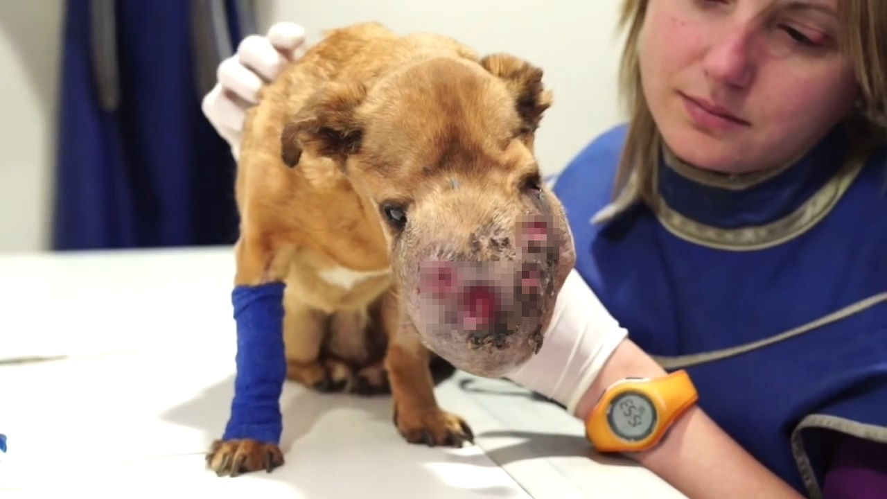 狗狗生病头部一直跳怎么回事,狗狗头部受伤后多久能恢复