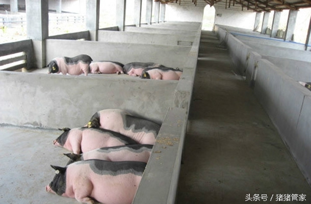 育肥猪磨牙怎么回事,猪磨牙是什么预兆