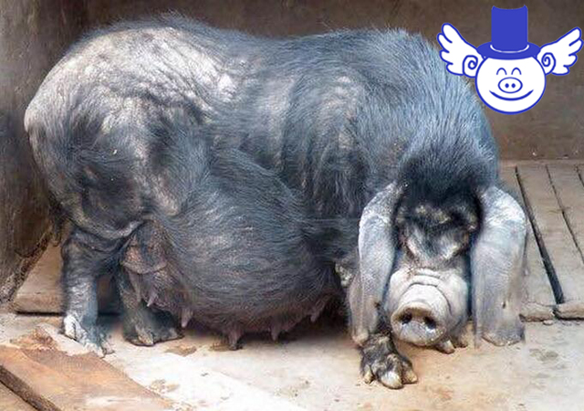 秋季养猪一不小心就猪财两空，关注这四点可帮母猪秋季安胎！